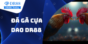 Đá gà cựa dao DR88 – Hướng dẫn chi tiết cách chơi chi tiết