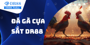 Đá gà cựa sắt DR88 – Trải nghiệm livestream máu lửa